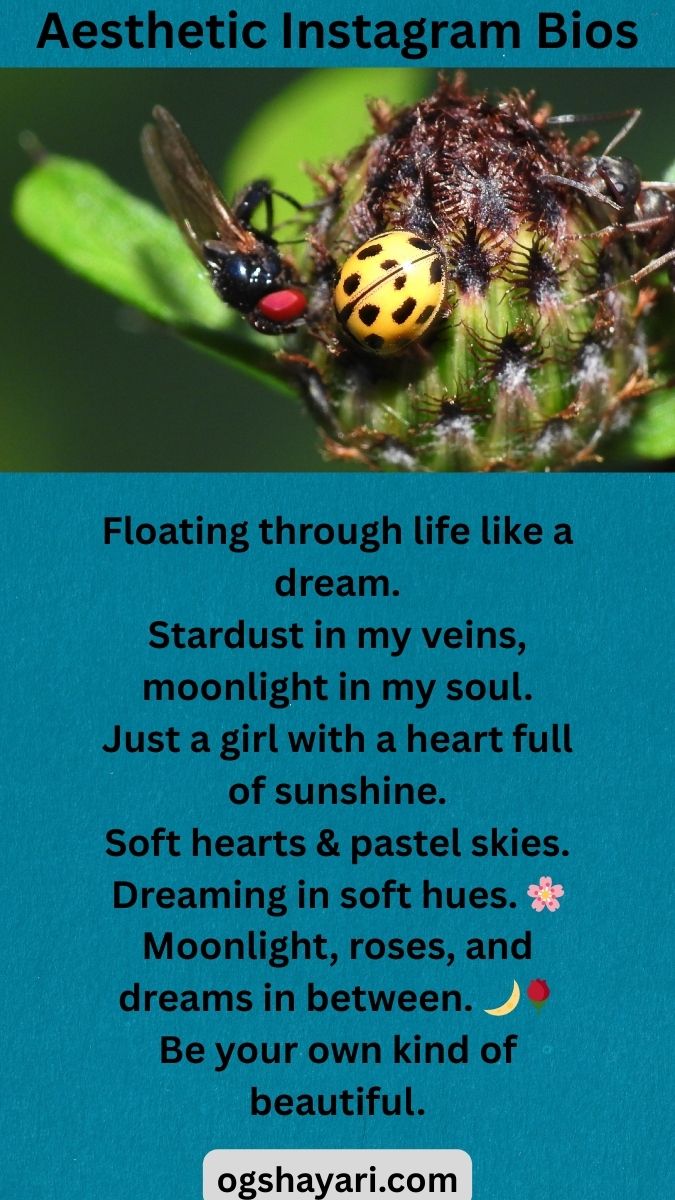 cute instagram bios